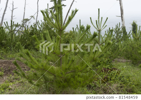 Discovery of a coastal promenade in Kesennuma City, Miyagi Prefecture Miyagi Olle trekking course Discovery of a coastal promenade in Kesennuma City, Miyagi Prefecture Miyagi Olle trekking course 81548459