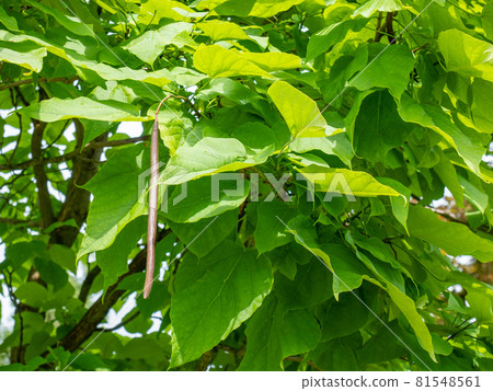 Catalpa tree closeup. Big leaves and fresh pods with seeds hang down 81548561