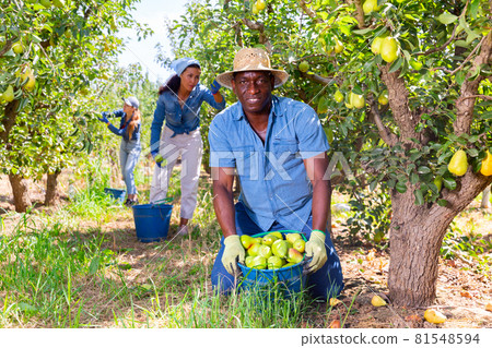 Happy african american farmer with bucket of ripe pears in orchard Happy african american farmer with bucket of ripe pears in orchard 81548594
