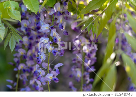 紫藤花 紫藤花 81548743