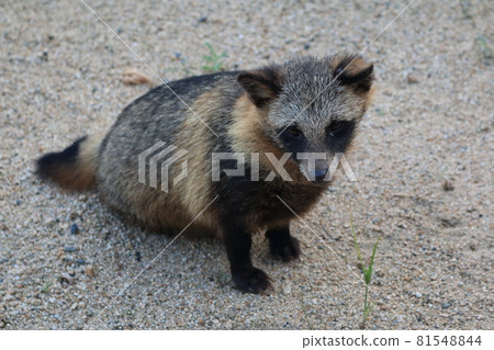 Tanuki on the island of Setouchi 81548844