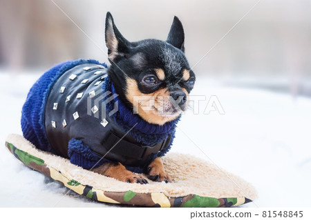 a cute chihuahua in the snow wearing a knitted sweater on a cold winter day. Chihuahua dog in winter a cute chihuahua in the snow wearing a knitted sweater on a cold winter day. Chihuahua dog in winter 81548845