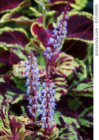 Corius Flower Corius Flower 81548889