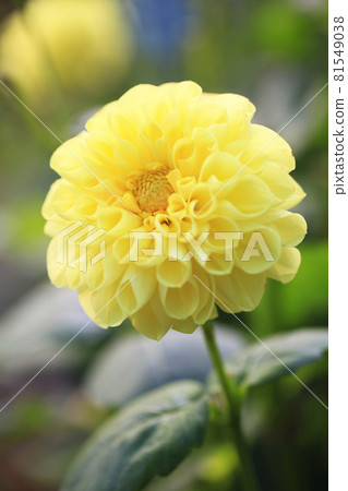 Yellow dahlia (Mascot Yellow) 81549038