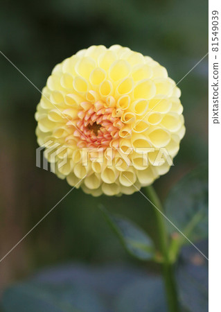 Yellow dahlia (Hanaekubo) 81549039