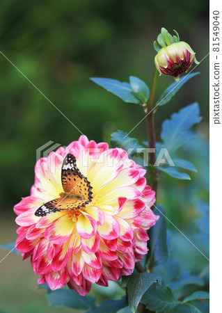 Yellow dahlia and butterflies (Marimari) 81549040