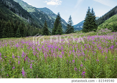 Rackova valley, Western Tatras mountains, Slovakia 81549540