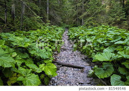 Coniferous forest in Belianske Tatras, Slovakia 81549546