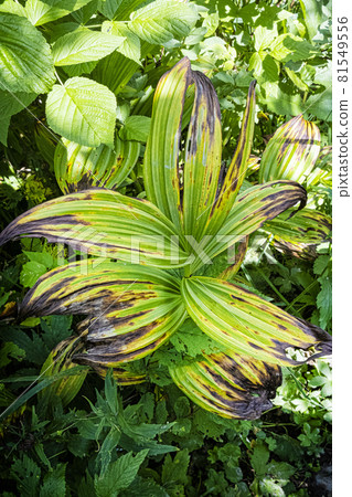 Big plant, Belianske Tatras mountain, Slovakia 81549556