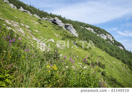 Flowering plants, Belianske Tatras mountain, Slovakia 81549559