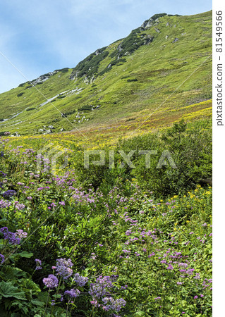 Flowering meadow, Belianske Tatras mountain, Slovakia Flowering meadow, Belianske Tatras mountain, Slovakia 81549566