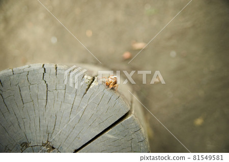 Wooden chair, cicada shell, up, bird's-eye view Wooden chair, cicada shell, up, bird's-eye view 81549581