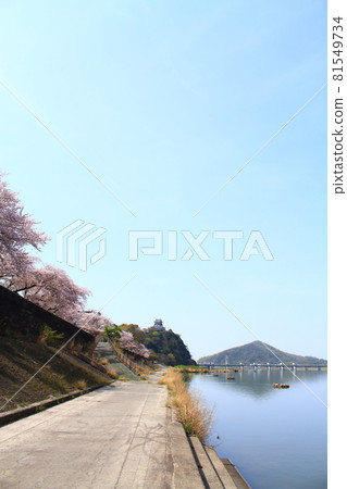 犬山市,犬山城和春天的櫻花景觀 犬山市,犬山城和春天的櫻花景觀 81549734