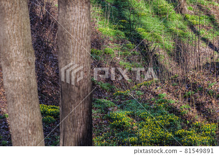 Bushes of yellow flowers in forest 81549891