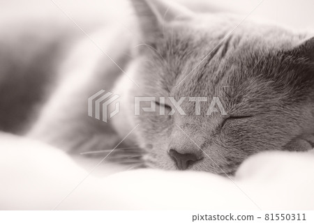 貓 / 俄羅斯藍 / 睡眠圖像 81550311