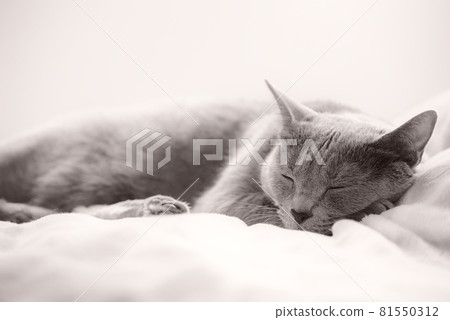 貓 / 俄羅斯藍 / 睡眠圖像 81550312