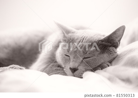 Cat / Russian Blue / Sleep image 81550313