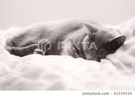 貓 / 俄羅斯藍 / 睡眠圖像 81550314