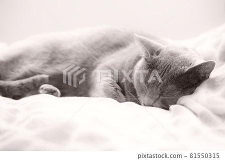 貓 / 俄羅斯藍 / 睡眠圖像 81550315