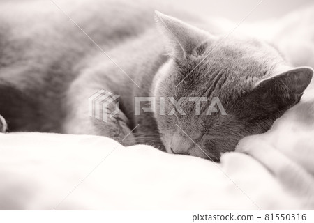 貓 / 俄羅斯藍 / 睡眠圖像 81550316