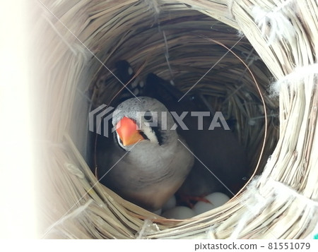 Good morning zebra finch 81551079
