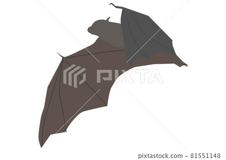 從飛蝙蝠的側面看到的剪影 從飛蝙蝠的側面看到的剪影 81551148