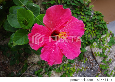 Hibiscus Okinawa Resort Pink Flower Pink 81551183