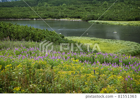 Great White mountain lake, Belianske Tatras mountain, Slovakia 81551363