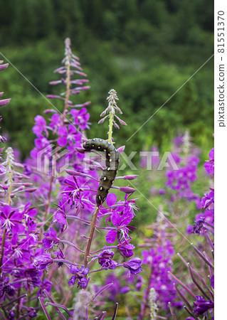 Caterpillar and epilobium angustifolium flowers, Belianske Tatras, Slovakia 81551370