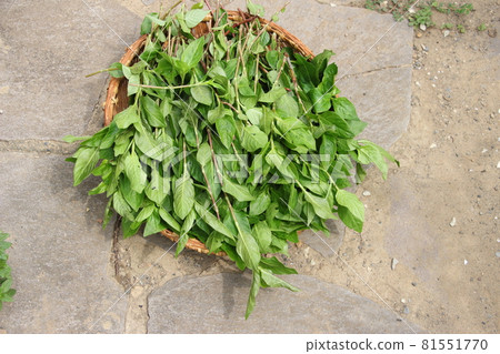 Harvesting leaves for dyeing fresh indigo leaves 81551770