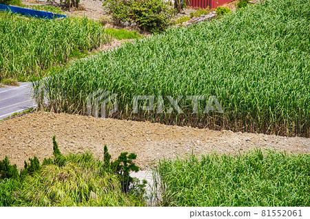 Sugar Cane Sugar Cane 81552061