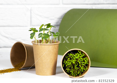 Micro green Plants in paper eco cup. Young green sprouts growing. Healthy eating concept. Light brick background. Copyspace, Eco Friendly Theme, Plant seeds. 81552329