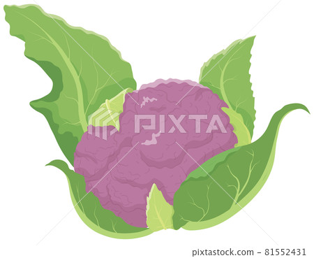 紫色花椰菜 紫色花椰菜 81552431