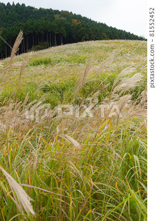 仙石原薄月草甸（神奈川縣箱根町） 81552452
