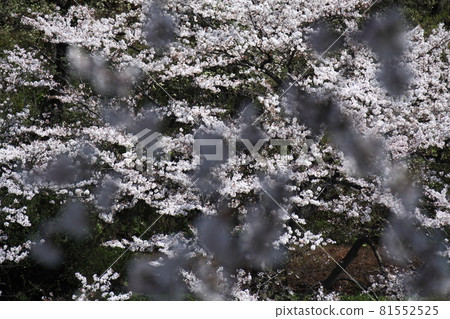 Spring in full bloom Spring in full bloom 81552525