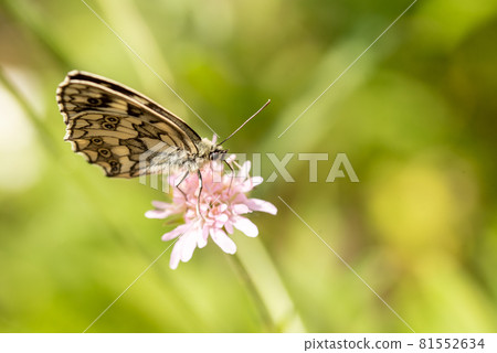 Melanargia galathea, Marbled White butterfly on flower. Melanargia galathea, Marbled White butterfly on flower. 81552634