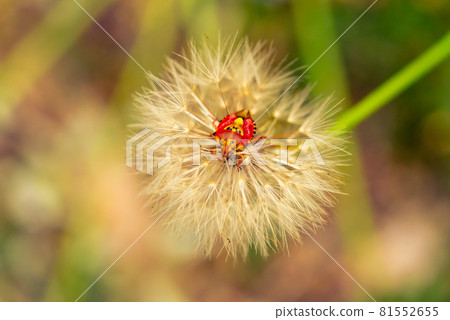 Red vegetable patterned bug on white dandelion 81552655