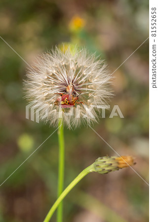 Red vegetable patterned bug on white dandelion Red vegetable patterned bug on white dandelion 81552658