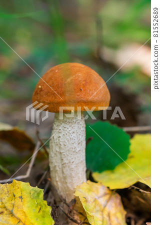Little orange-cap boletus, aspen mushroom in the grass in the forest close-up. Mushroom with orange brown suede hat 81552689
