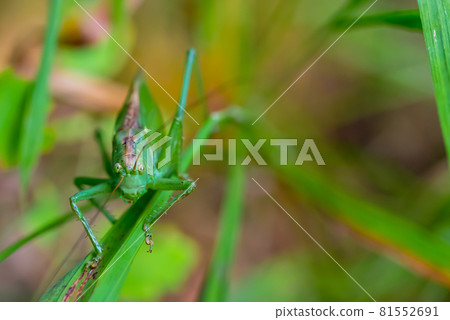 Large green locust Chrysochraon dispar in natural habitat. 81552691