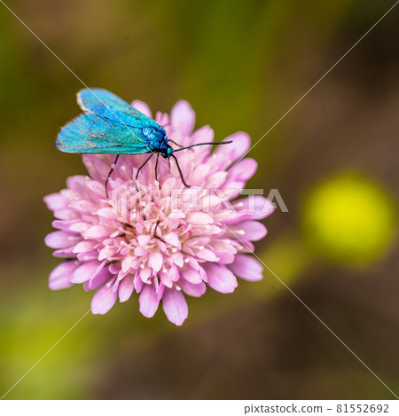 Bright turquoise butterfly Adscita statices on a pink flower. Bright turquoise butterfly Adscita statices on a pink flower. 81552692