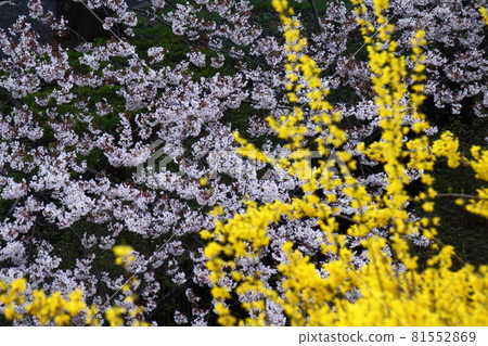 春天盛開 春天盛開 81552869