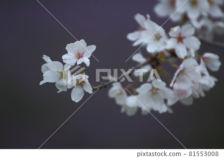 Spring in full bloom 81553008