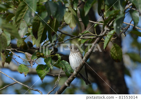 Grey-streaked perch on a branch 81553014