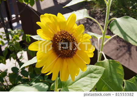Sunflowers blooming in the flowerbed, bright yellow, a summer tradition 81553382