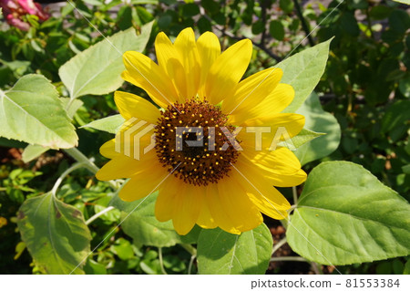 Sunflowers blooming in the flowerbed, bright yellow, a summer tradition 81553384