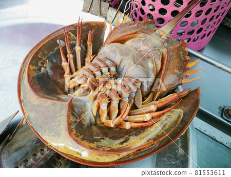 Fresh horseshoe crabs or Tachypleus gigas sold at the fisherman's pier.  81553611