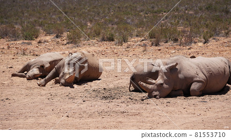 Group of white rhinoceroses bathing in sun after dipping in mud 81553710