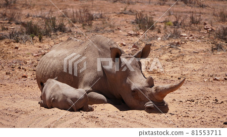 Two white rhinoceros mother and calf resting together in wildlif Two white rhinoceros mother and calf resting together in wildlif 81553711