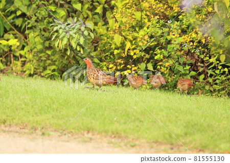 Red and white parents 81555130